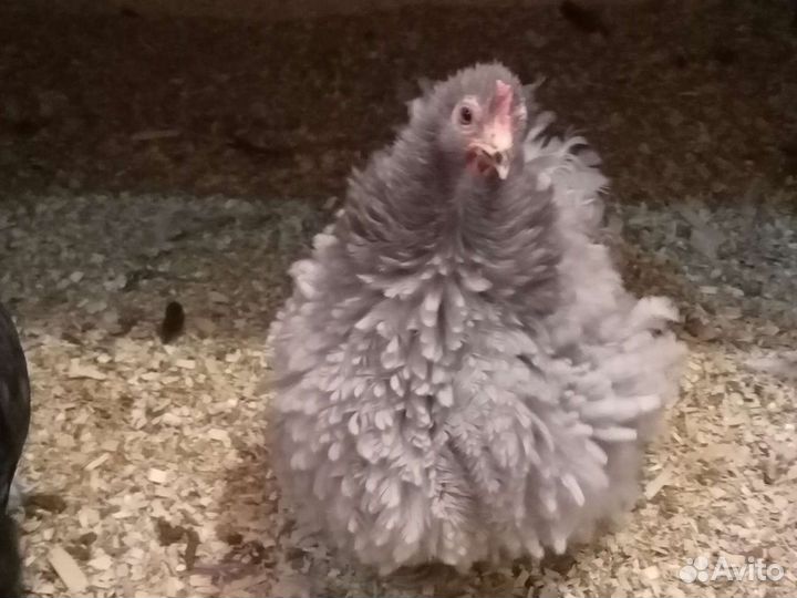 Яйцо Карликового Кохинхина, цыплята