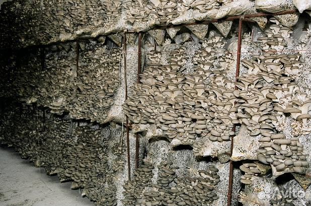 Грибные блоки