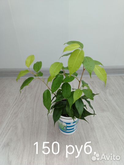 Фикус Бенджамина