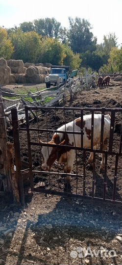 Телята и бычки крс
