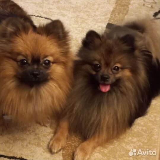 Щенок шпица