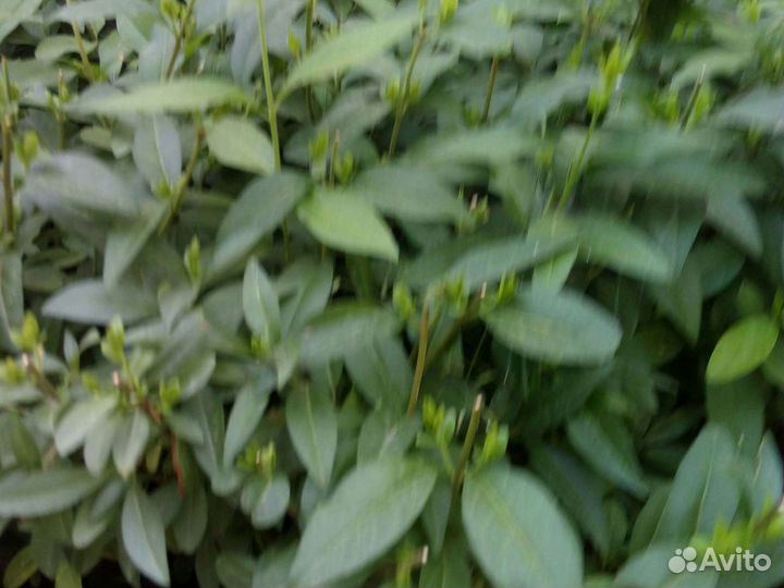 Берючина живая изгородь