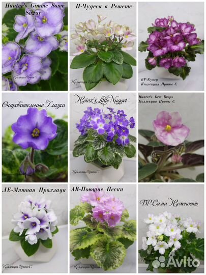 Детки мини фиалок