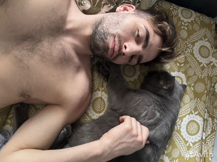 Передержка кошек