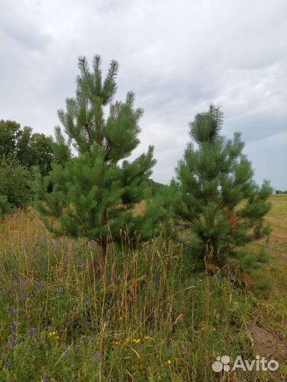 Сосна обыкновенная саженцы