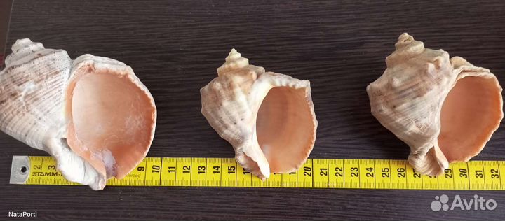 Морские раковины, камни, кораллы