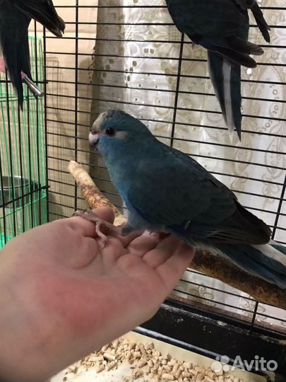 Ручные попугаи какарики