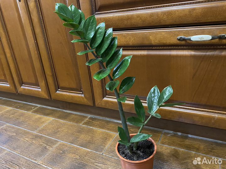 Замиокулькас (долларовое дерево)