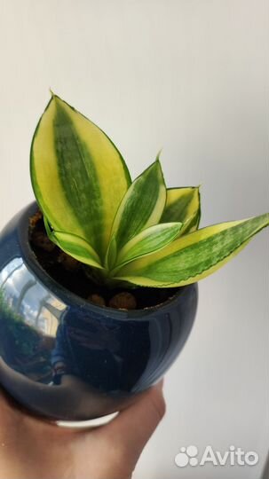 Сансевиерия ханни