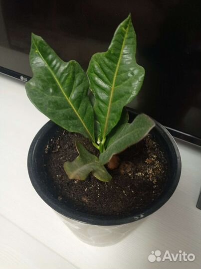 Кодиеум пестрый