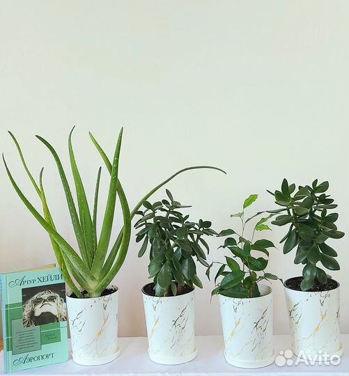 Фикус Панда Кротон Сансевиериякомнатные цветы