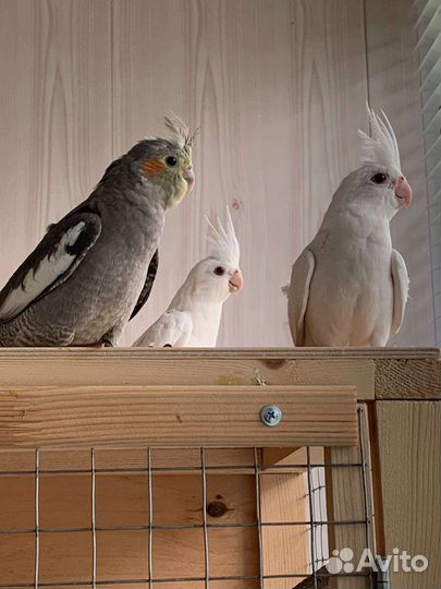 Птенцы кореллы