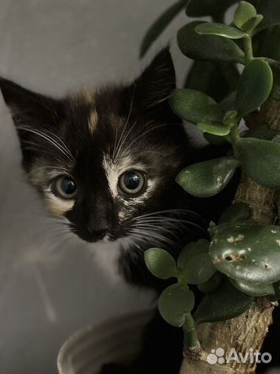 Котенок