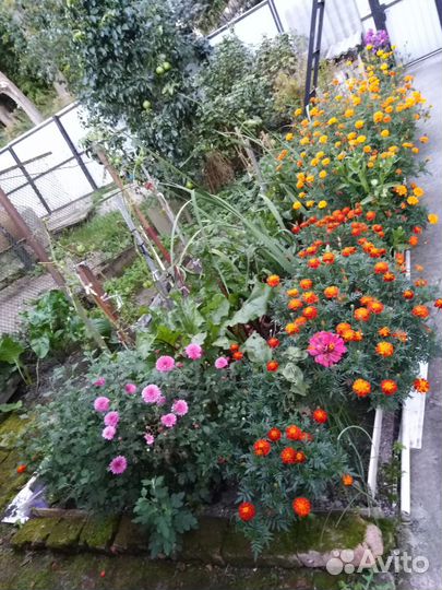 Рассада бархатцы(доставка бесплатно)