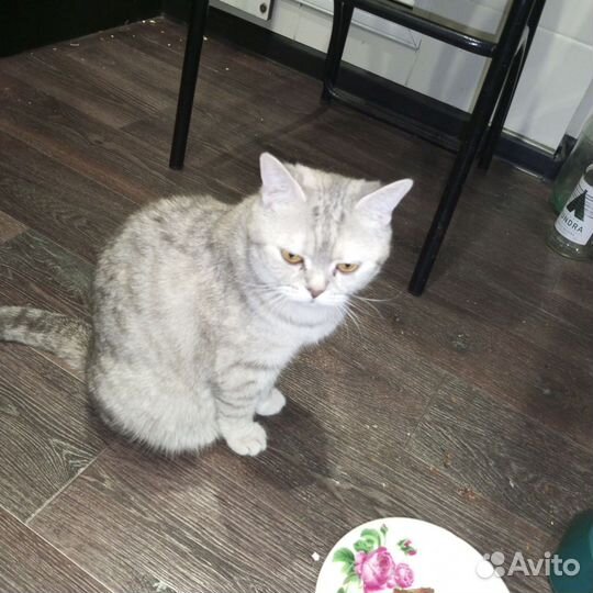 Шатланская кошка
