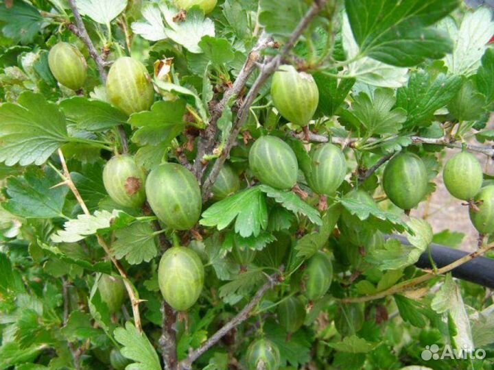 Крыжовник Зелёный дождь