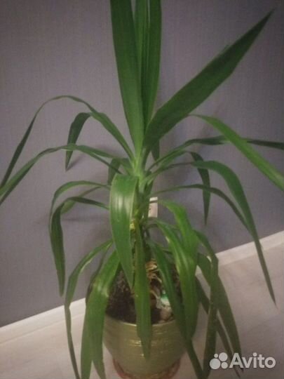 Кордилина прямая