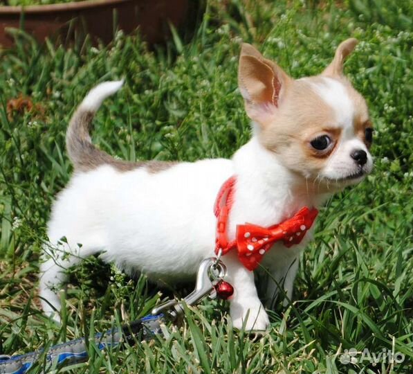 Куколка девочка - щенок чихуахуа. В резерве