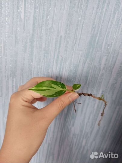 Филодендрон white wizard