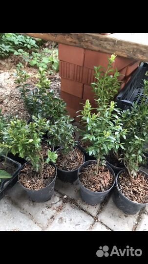 Самшит зимующий