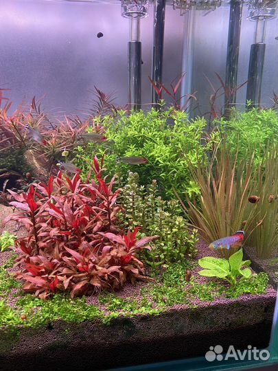 Аквариумные растения (прополка)