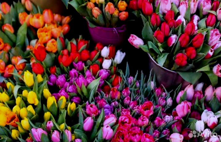 Тюльпаны к 8 марта оптом