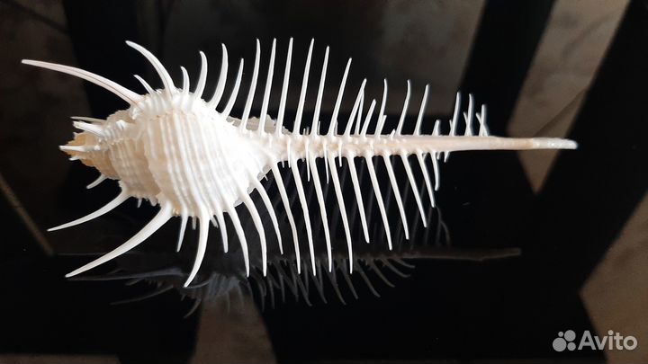 Морская раковина