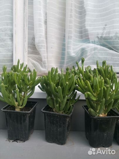 Толстянка хоббит