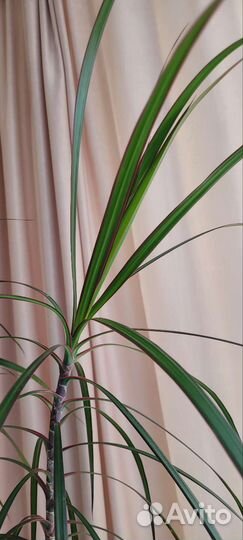 Пальма драцена