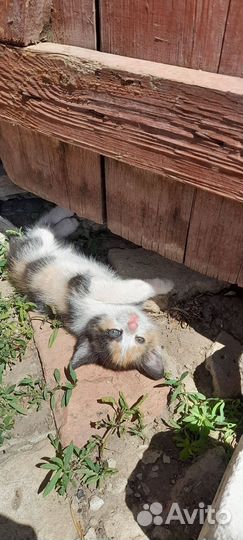Кошечка в добрые руки