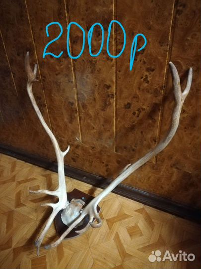 Рога оленя разные, шкурка Оленя и Норка