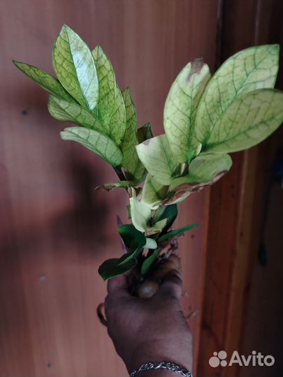 Замиокулькас zamiifolia Cameleon
