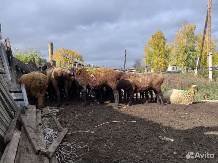 Бараны курдючные на породу