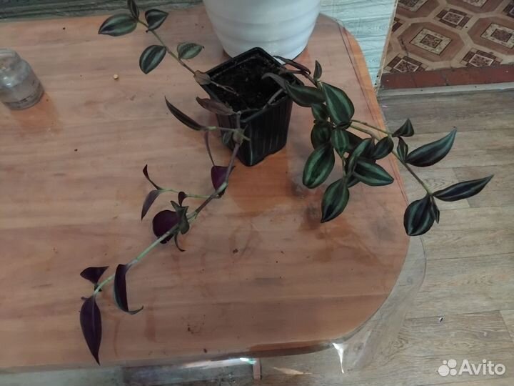 Традесканция