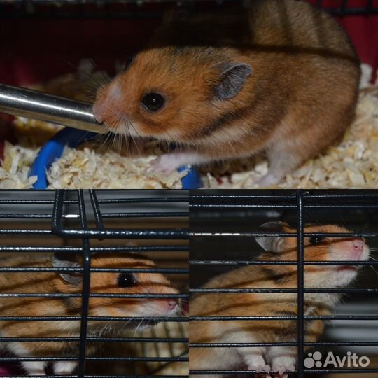 Сирийский хомяк