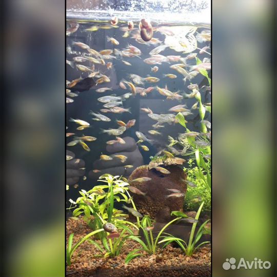 Аквариумные рыбки Данио-рерио