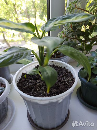 Цветок диффенбахия камилла