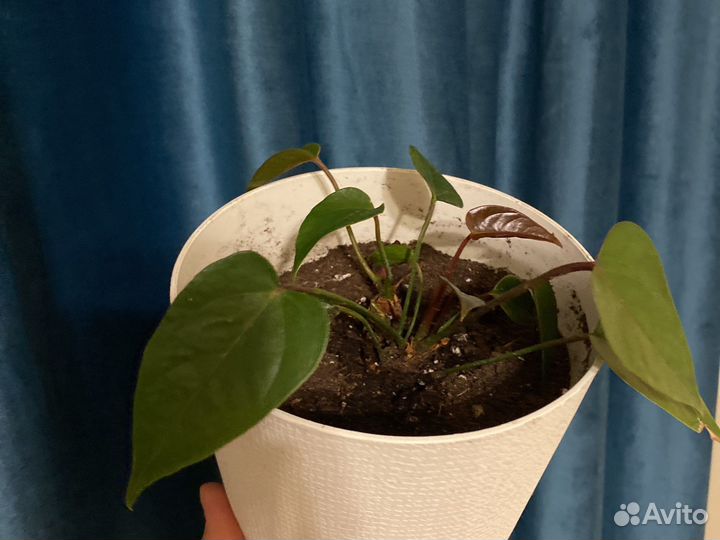 Антуриум долларовое дерево