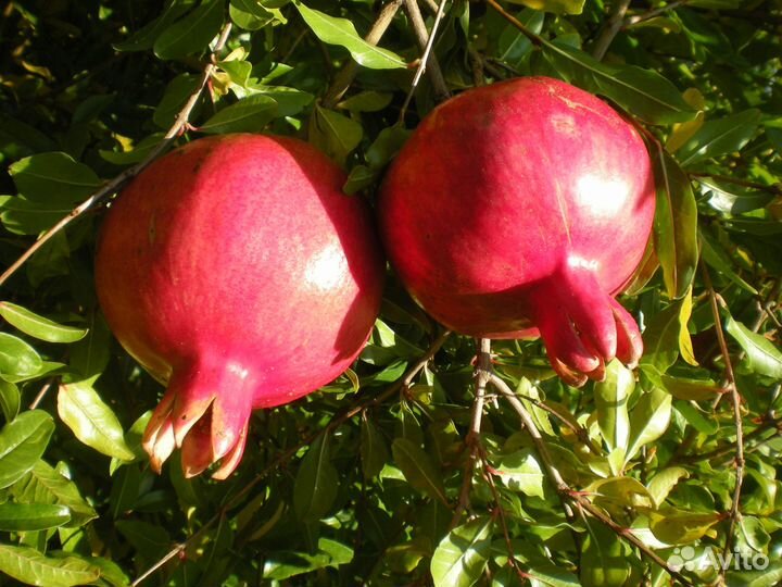 Реализуем саженцы всех видов