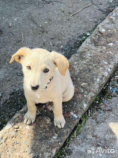 Щенок мальчик