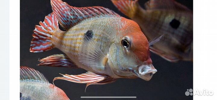 Цихлиды,геофагусы 3 вида,фронтоза