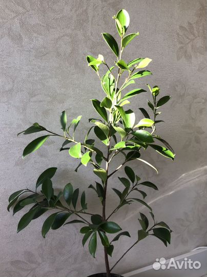 Фикус мокламе