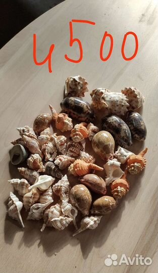 Ракушки для аквариума