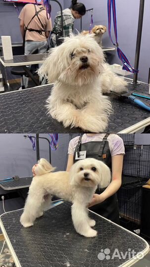 Грумер/ стрижка собак и кошек