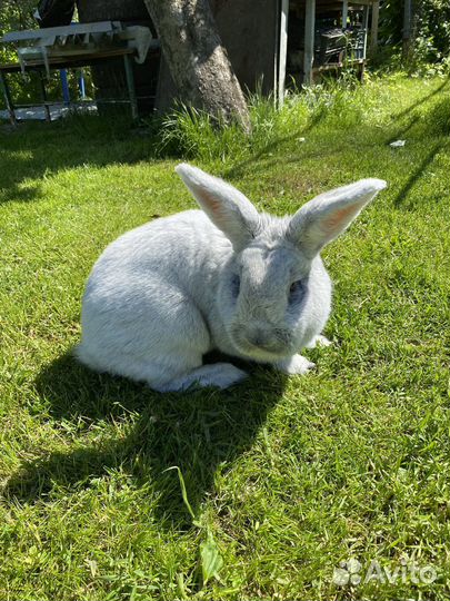 Кролики породы бсс большое светлое серебро
