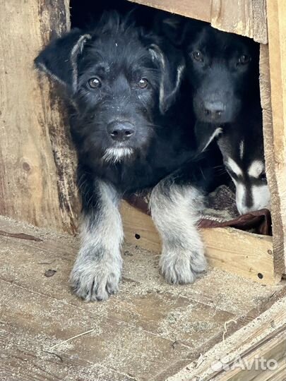 Щенок в добрые руки