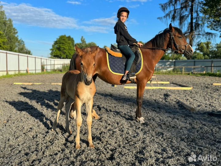 Уэльская кобыла