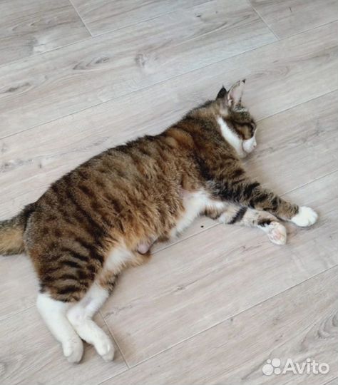 Кошечка Муся