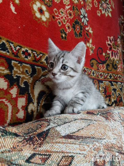 Кошка бесплатно