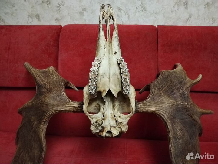 Лосиные рога с черепом